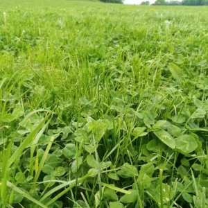 Semences fourragères de longue durée (prairies 5 ans et plus)