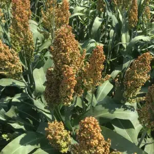 Sorghos grain