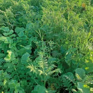 Couverts végétaux BIO