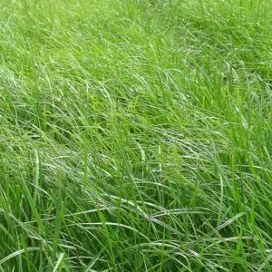 Semences fourragères BIO