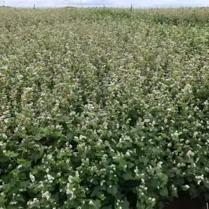 Grains de printemps BIO