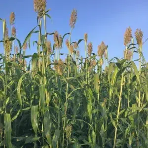 Semence de sorghos ensilage